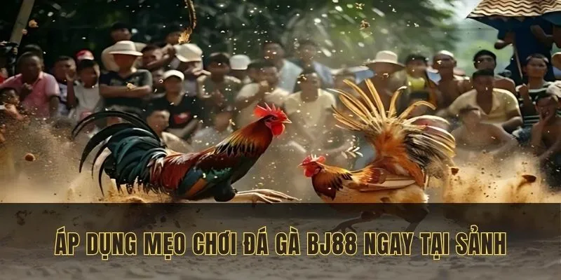 Áp dụng mẹo chơi đá gà BJ88 ngay tại sảnh
