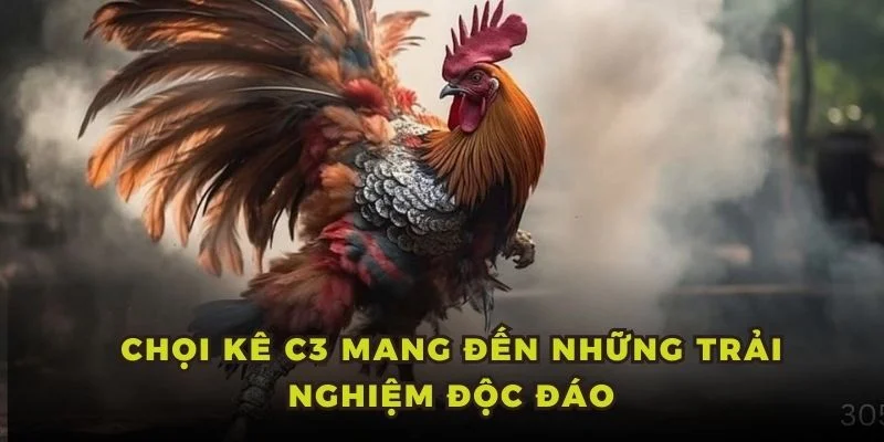 Chọi kê C3 mang đến những trải nghiệm độc đáo