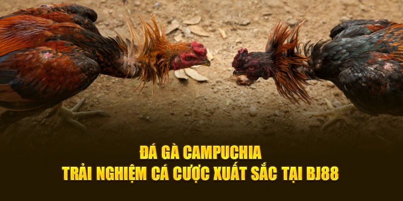 Đá Gà Campuchia – Trải Nghiệm Cá Cược Xuất Sắc Tại BJ88