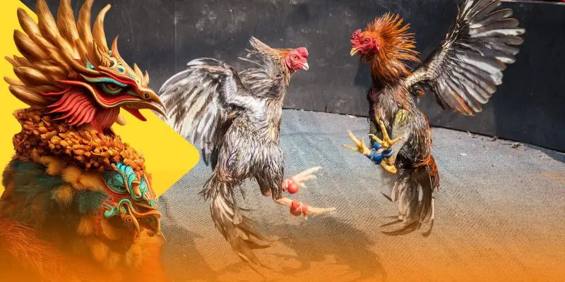 Đá gà cựa dao có gì hấp dẫn?