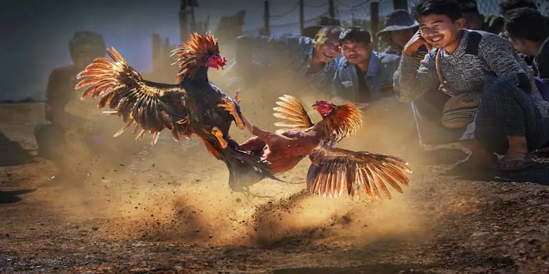 Luật thi đấu đá gà cựa dao