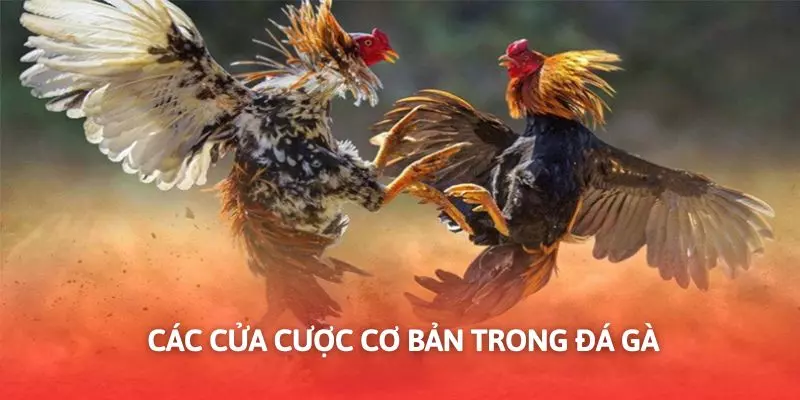 Kết quả lựa chọn tương đối đơn giản cho người mới