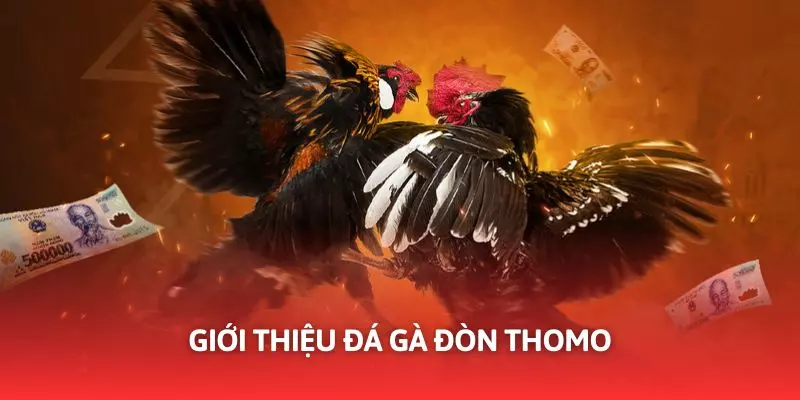 Đá gà đòn Thomo cam kết về chất lượng trải nghiệm