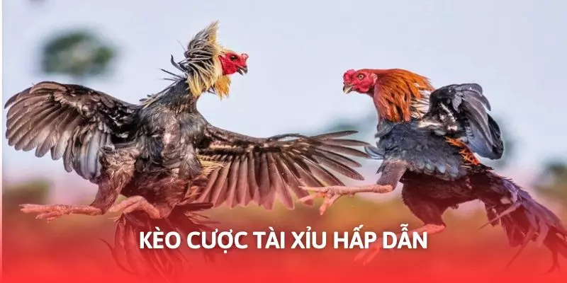 Kèo cược tài xỉu mang đến tỷ lệ thắng cao