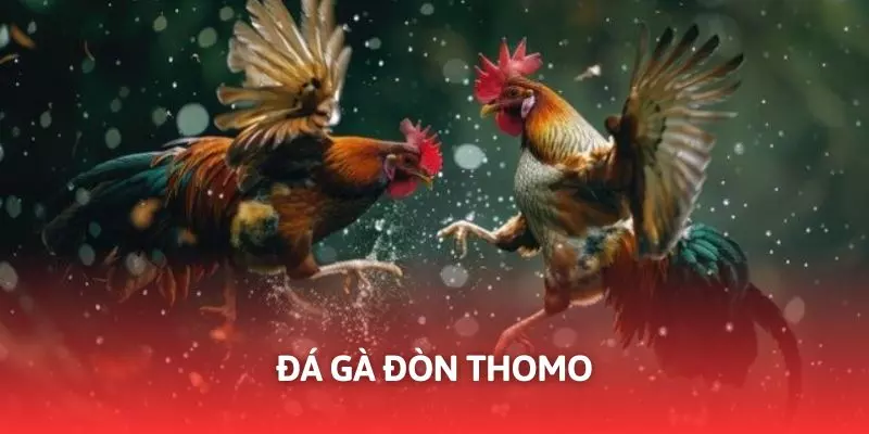 Đá Gà Đòn Thomo - Cá Cược Giải Trí Rinh Thưởng Hấp Dẫn