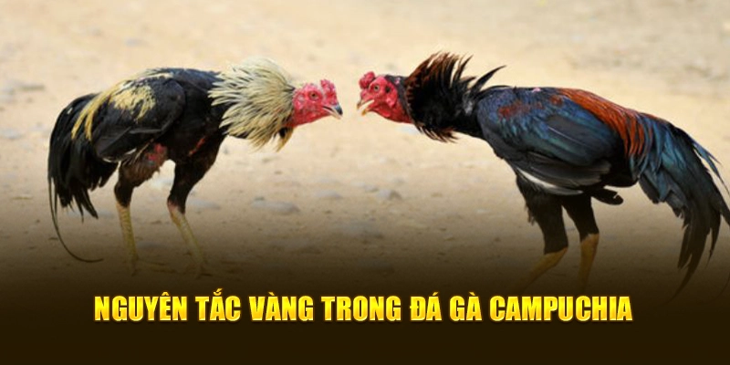 Nguyên tắc vàng trong đá gà campuchia