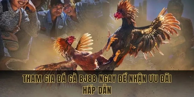Tham gia đá gà BJ88 ngay để nhận ưu đãi hấp dẫn