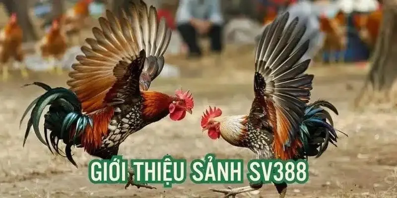 Thông tin liên quan đến sảnh SV388 được yêu thích