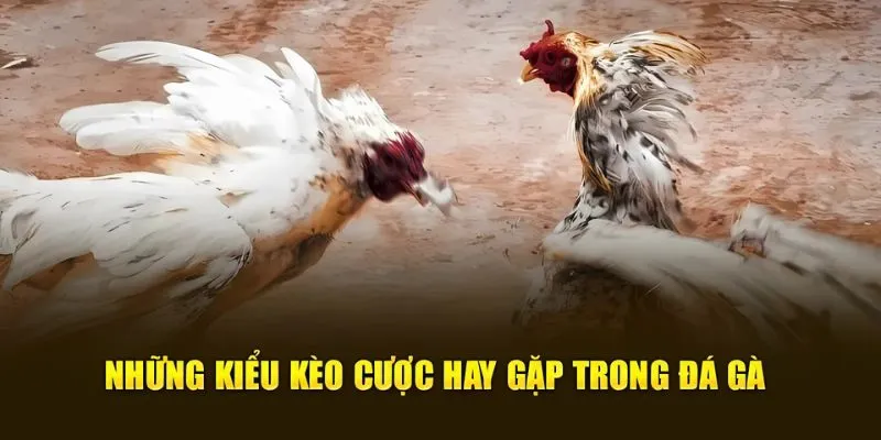 Tìm hiểu các hình thức đá gà BJ88 hiện nay!
