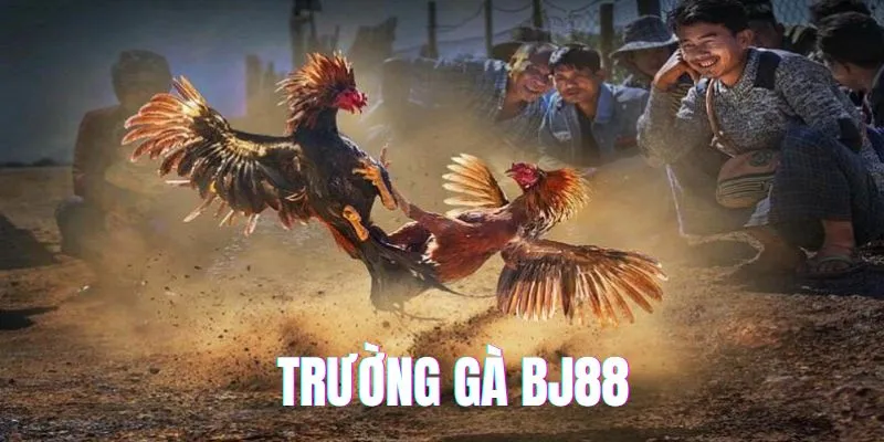 Trường Gà BJ88 Sân Chơi Đẳng Cấp Uy Tín Số 1 Cho Những Đam Mê