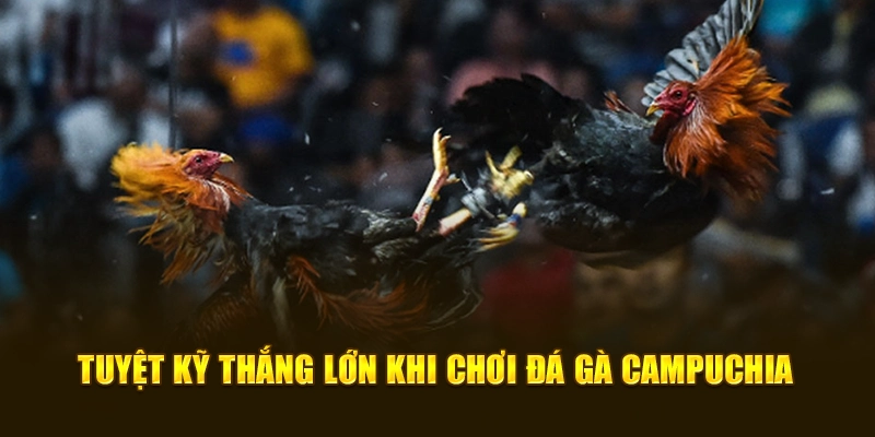Tuyệt kỹ thắng lớn khi chơi đá gà campuchia