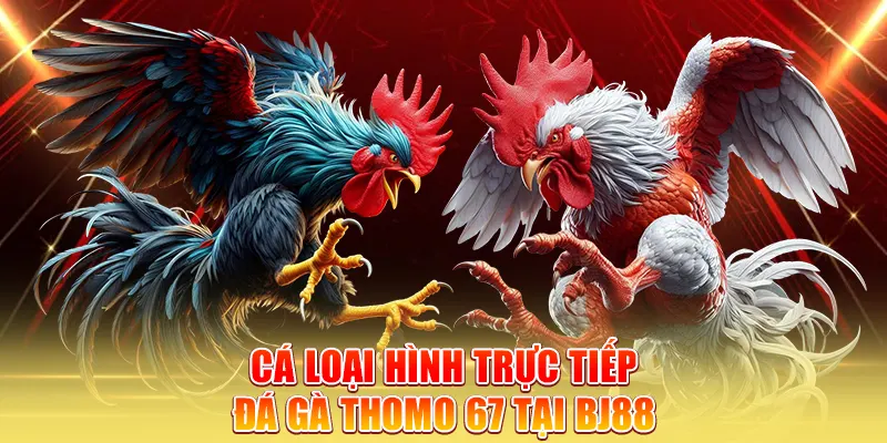 Các loại hình trực tiếp đá gà thomo 67 tại BJ88