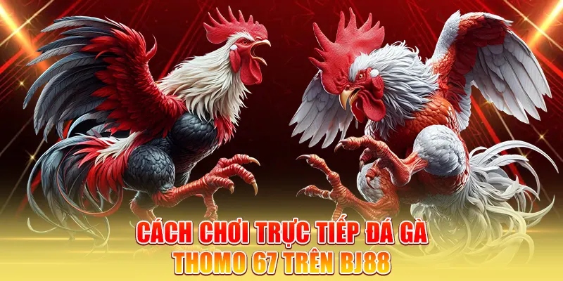 Cách chơi trực tiếp đá gà thomo 67 trên BJ88