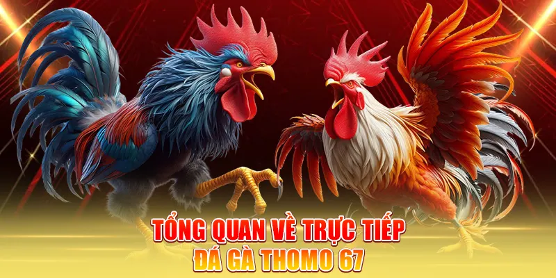 Tổng quan về trực tiếp đá gà thomo 67